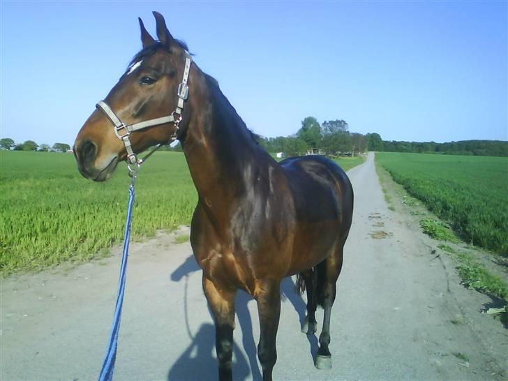 Diverse billeder af forskellige heste :P - Væres i bad billede 13