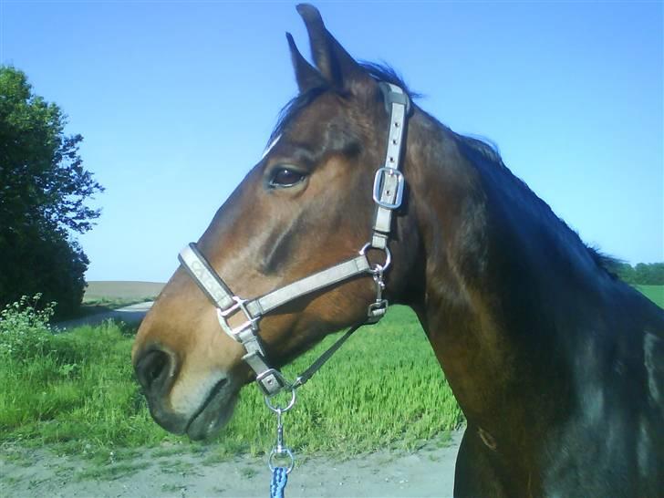 Diverse billeder af forskellige heste :P billede 14