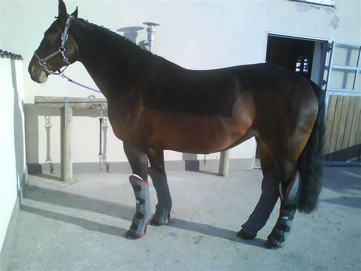 Diverse billeder af forskellige heste :P - Stævneklar billede 15
