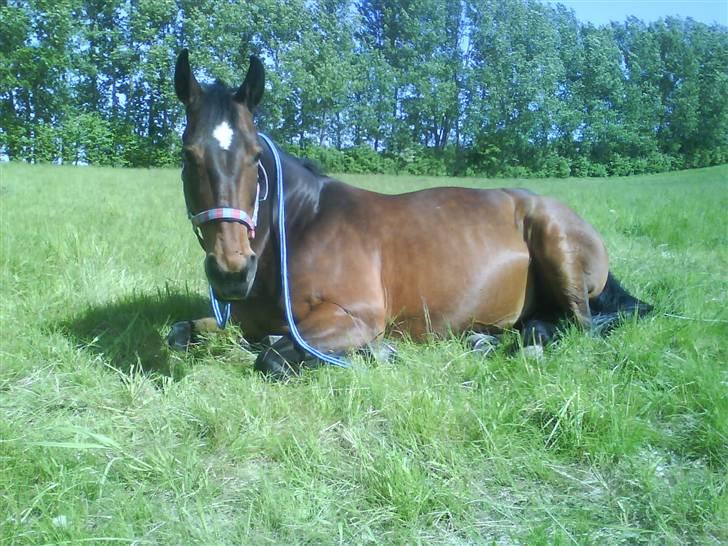 Diverse billeder af forskellige heste :P billede 16