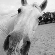 Isabel Photo - Billeder