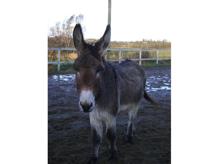 {{currentPhoto.altText}} billede {{currentPhoto.number}}