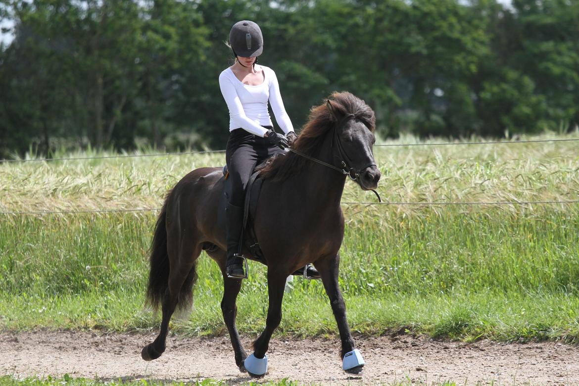 Mit første islænder stævne billede 2