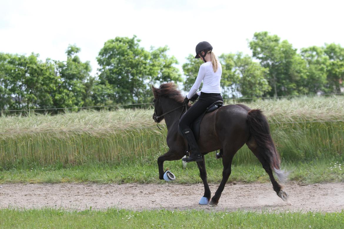 Mit første islænder stævne billede 5