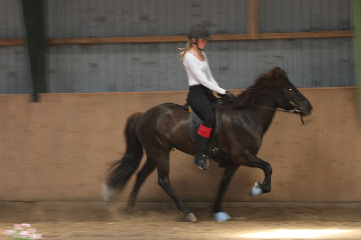 Mit første islænder stævne - Til selve stævnet. billede 6