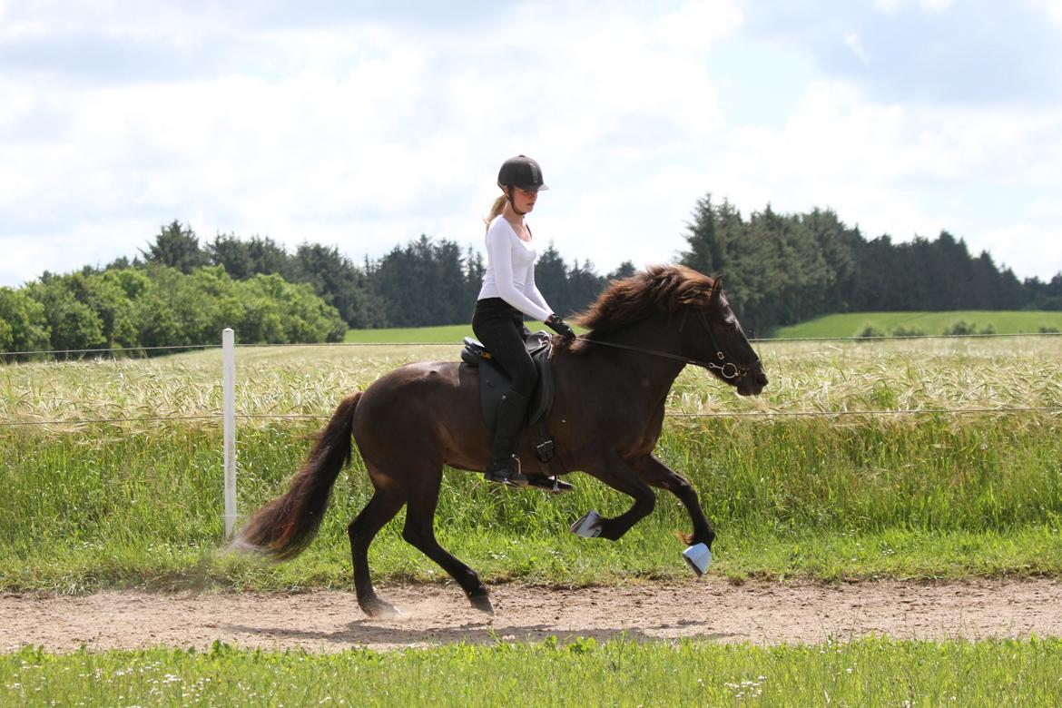 Mit første islænder stævne billede 3