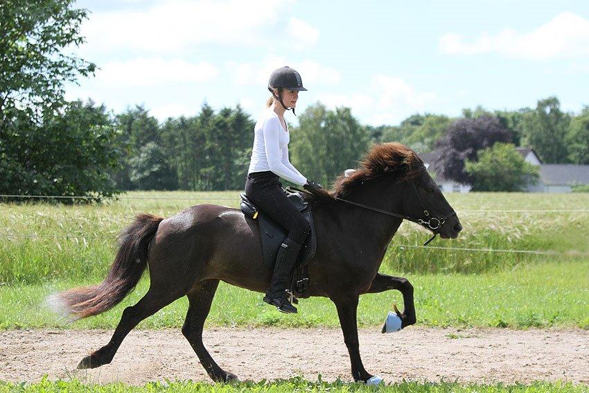 Mit første islænder stævne billede 9