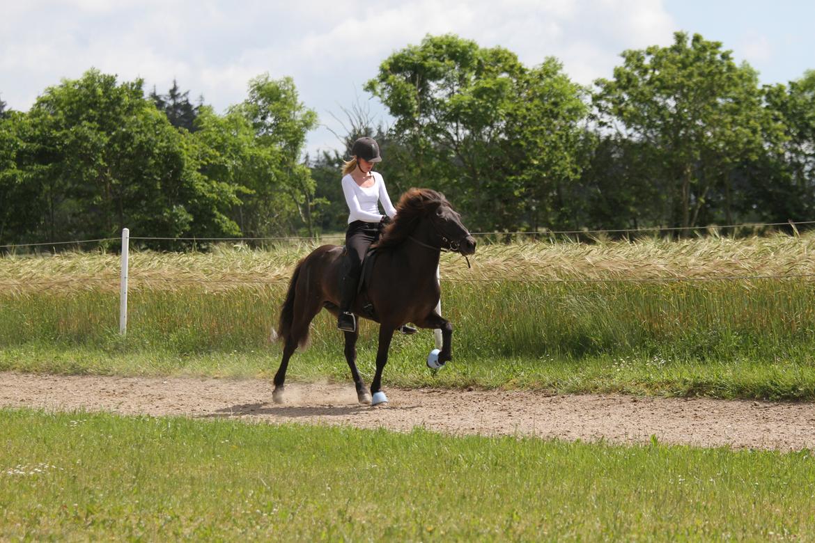 Mit første islænder stævne billede 1