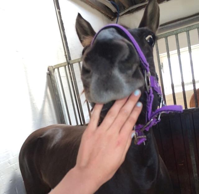 Mit første islænder stævne - Fjolle billede. (Jeg stak selv fingerne i hendes mund.. billede 17