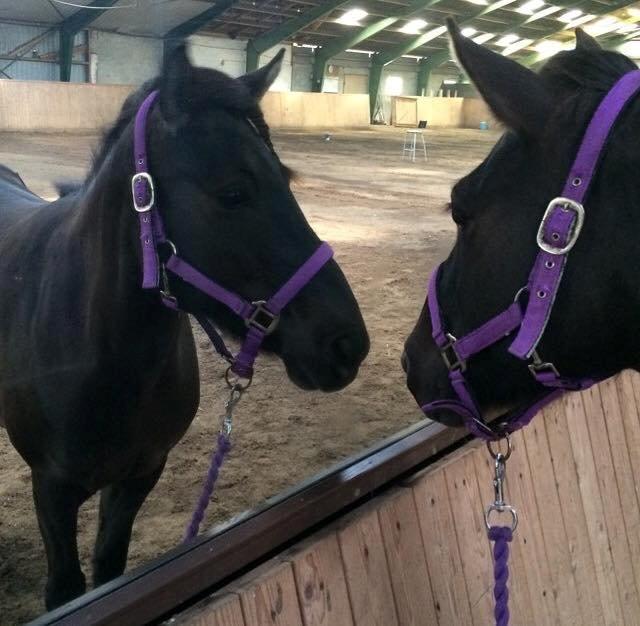 Mit første islænder stævne - Tidlig morgen <3 billede 10