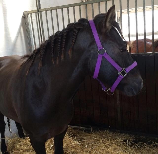 Mit første islænder stævne - Flettet før stævne :)) billede 8