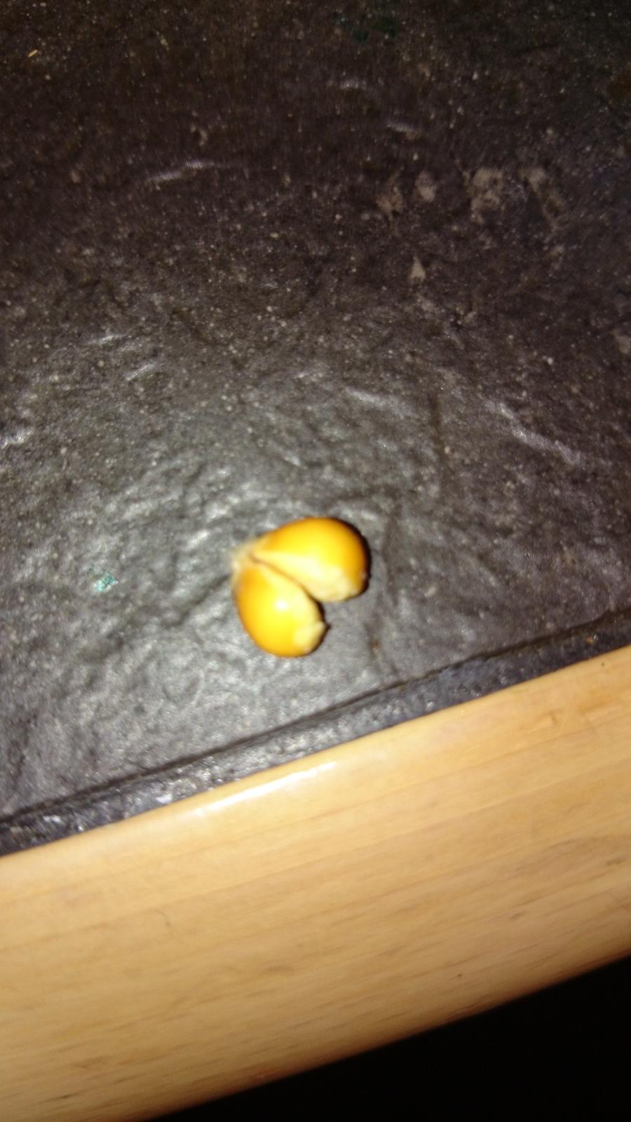 underligt mad  billede 37