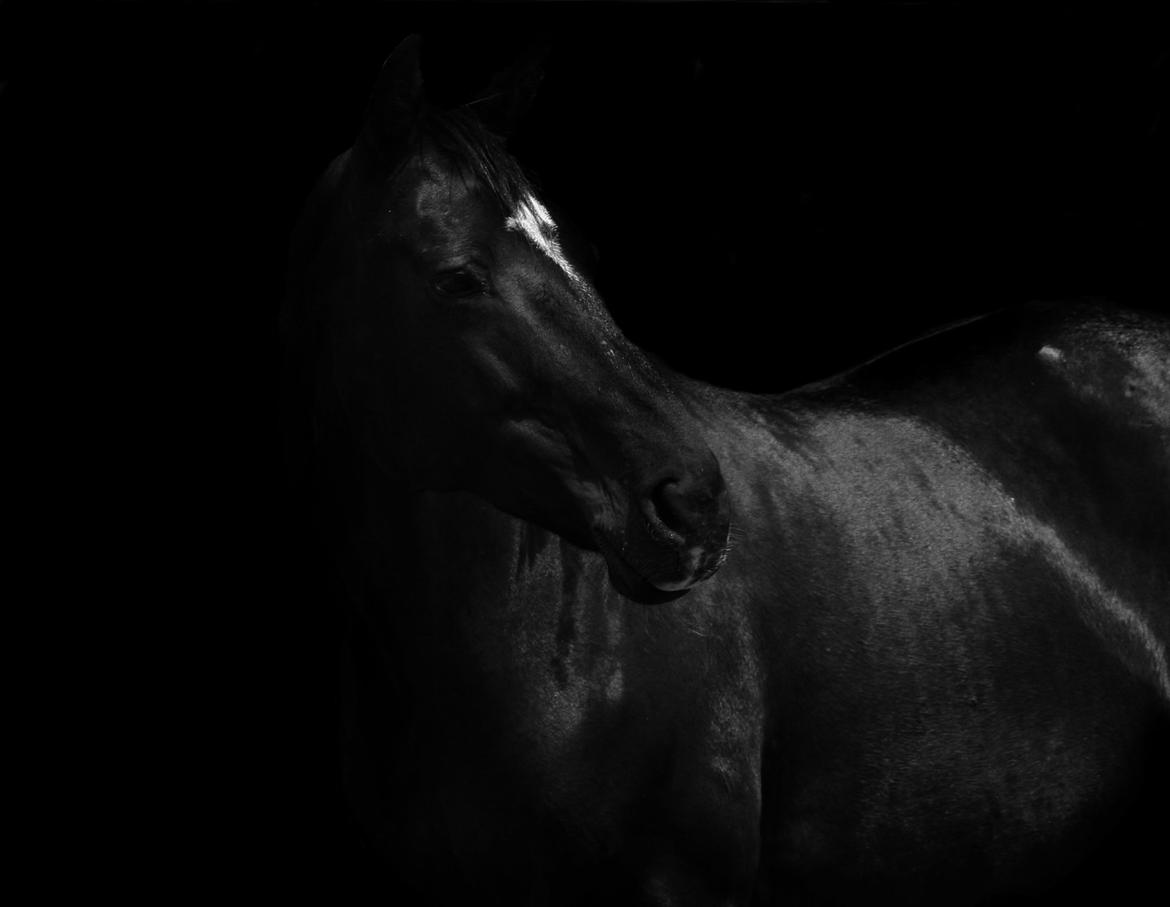 "Sorte" billeder billede 1