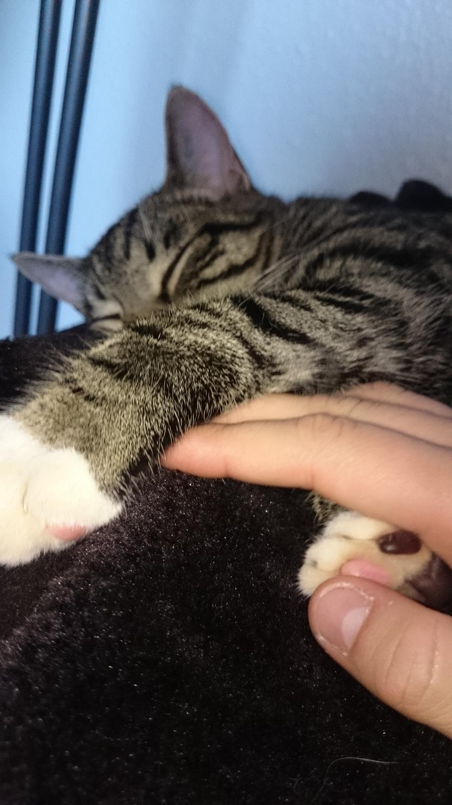 TIGER :D  billede 72