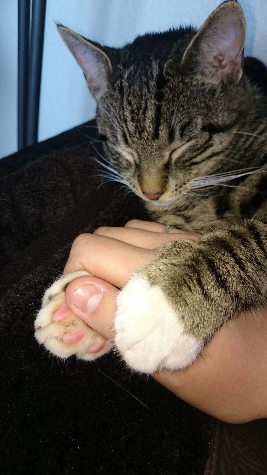 TIGER :D  billede 70