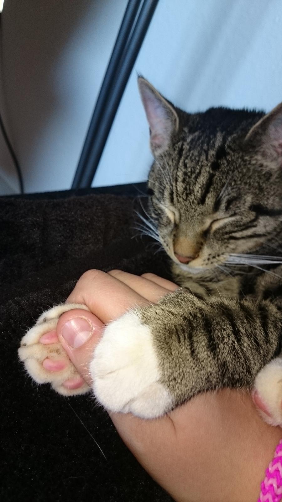 TIGER :D  billede 71