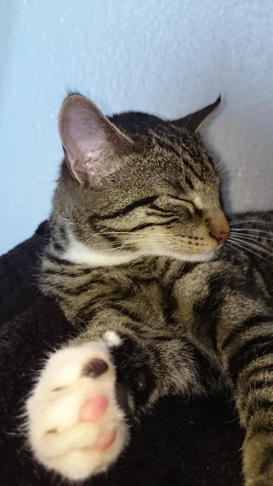 TIGER :D  billede 69