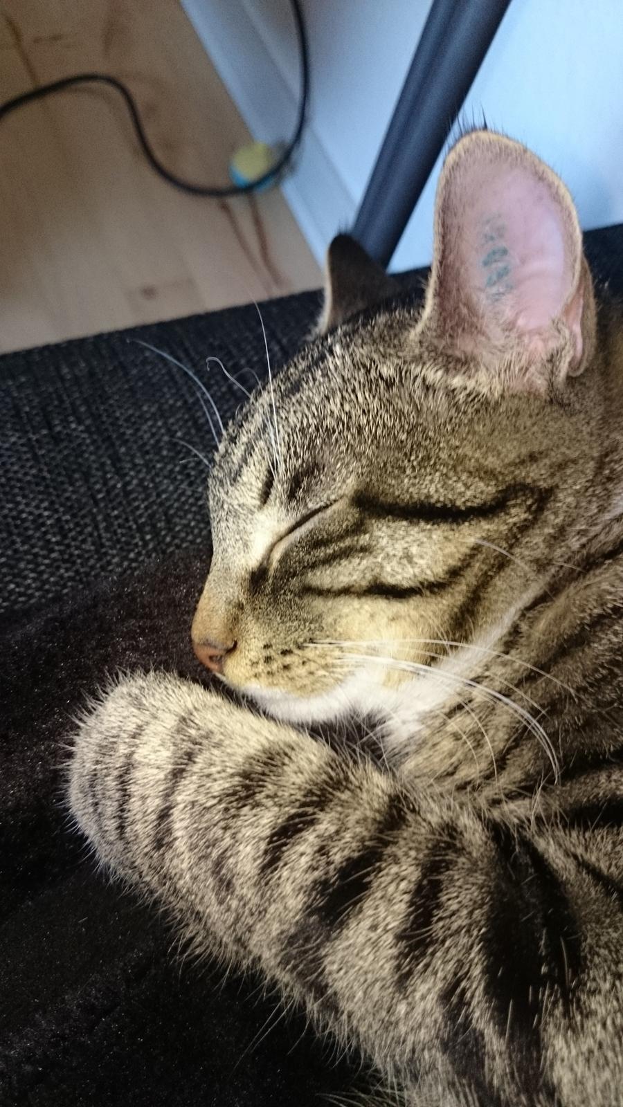 TIGER :D  billede 74