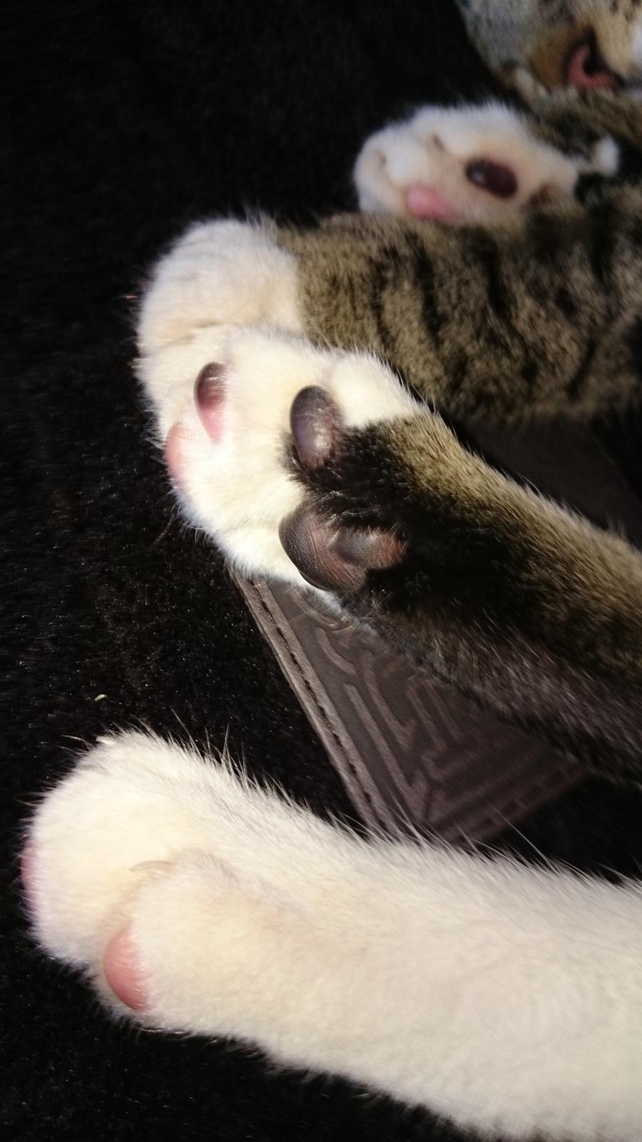 TIGER :D  billede 68