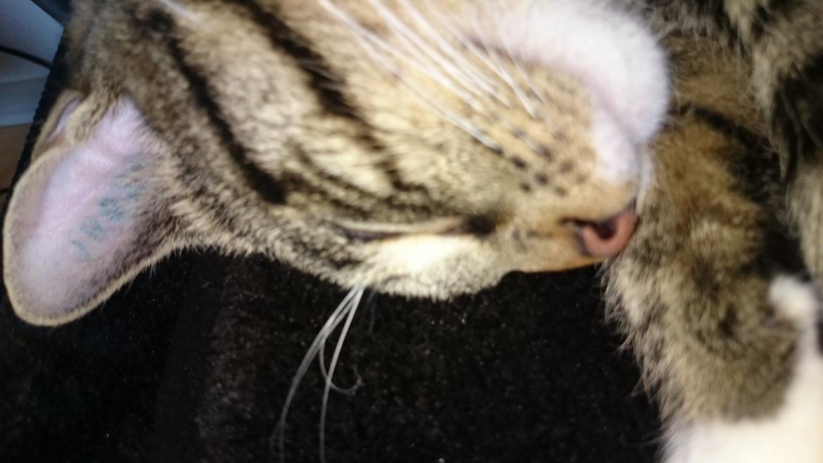 TIGER :D  billede 73