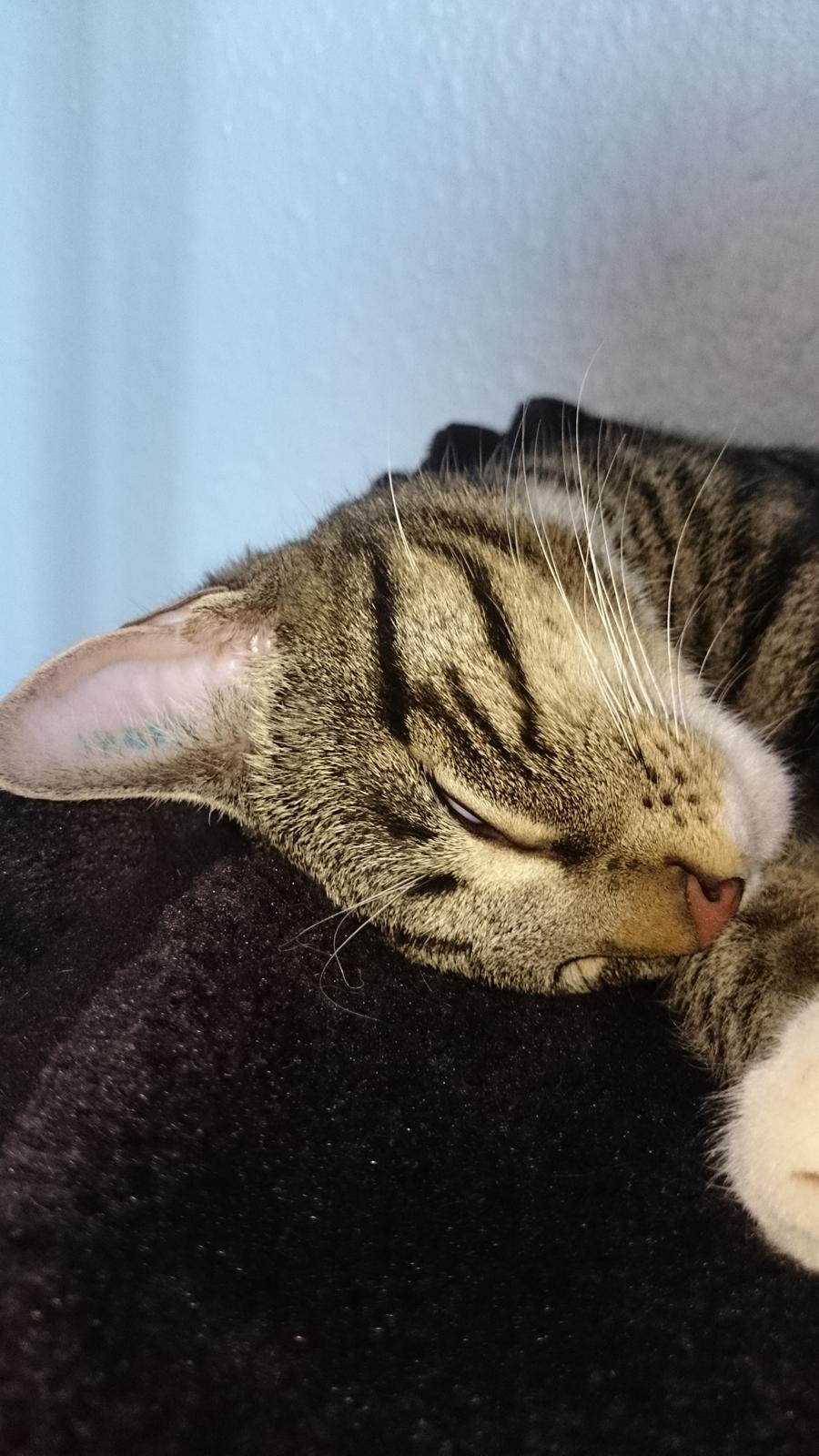 TIGER :D  billede 67