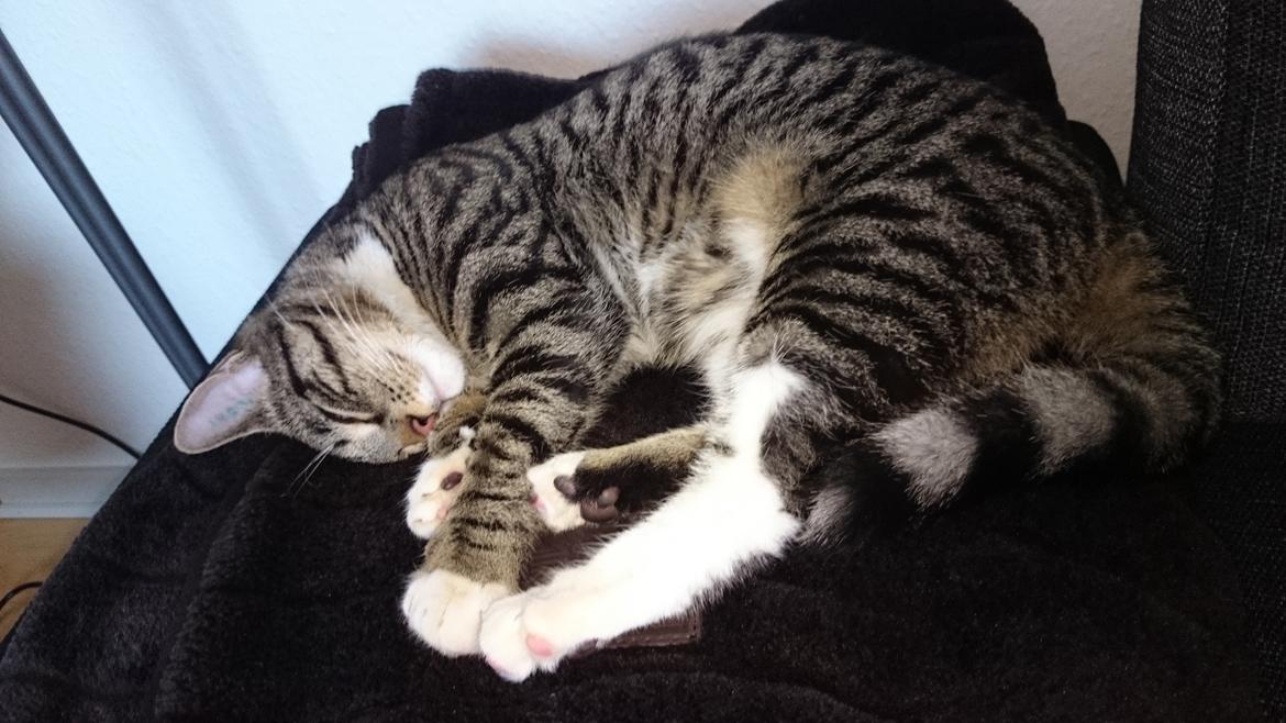 TIGER :D  billede 65