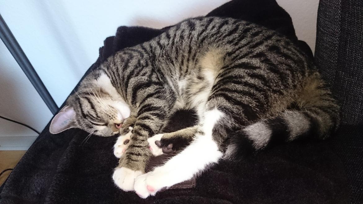 TIGER :D  billede 66