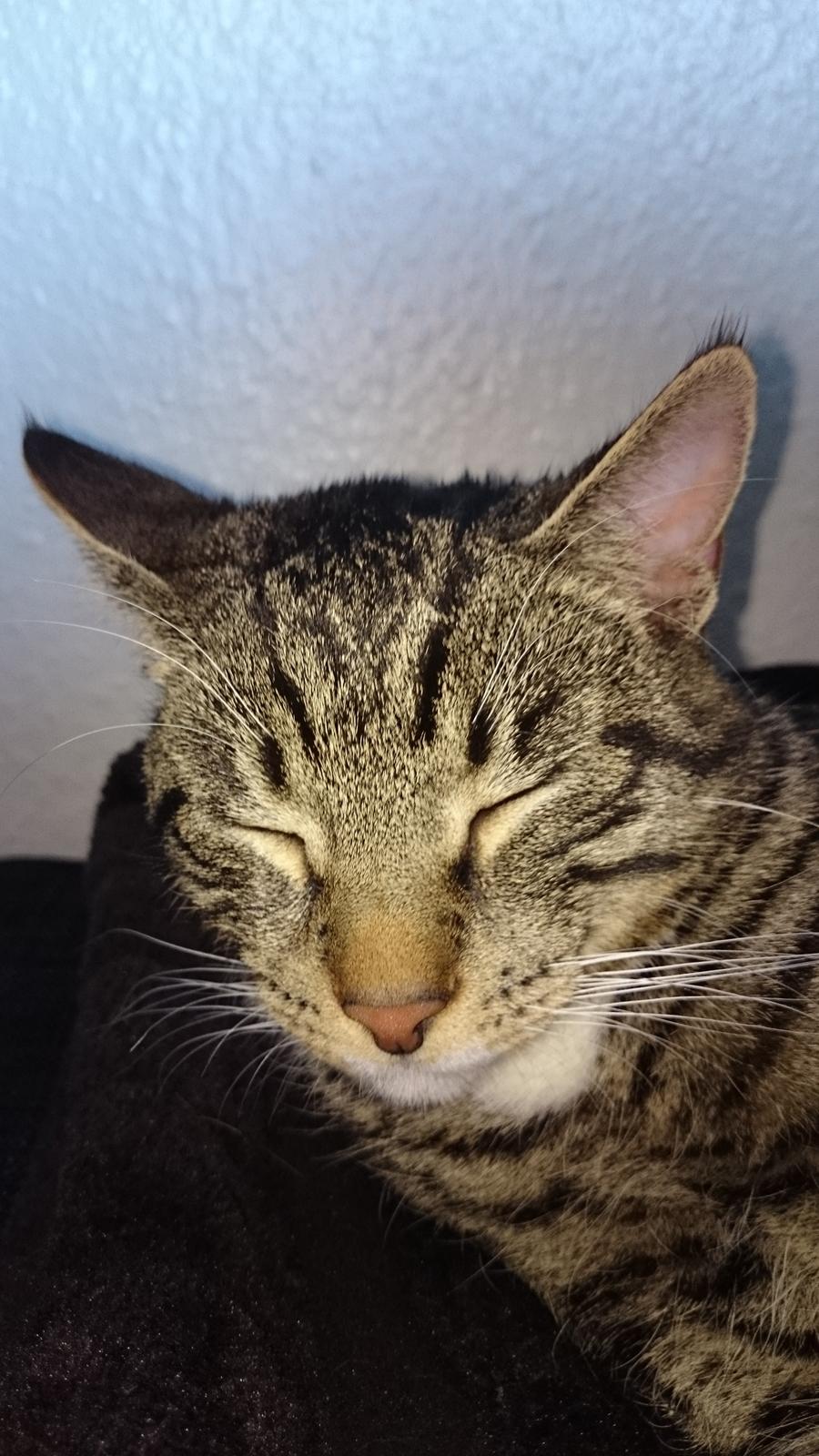 TIGER :D  billede 64