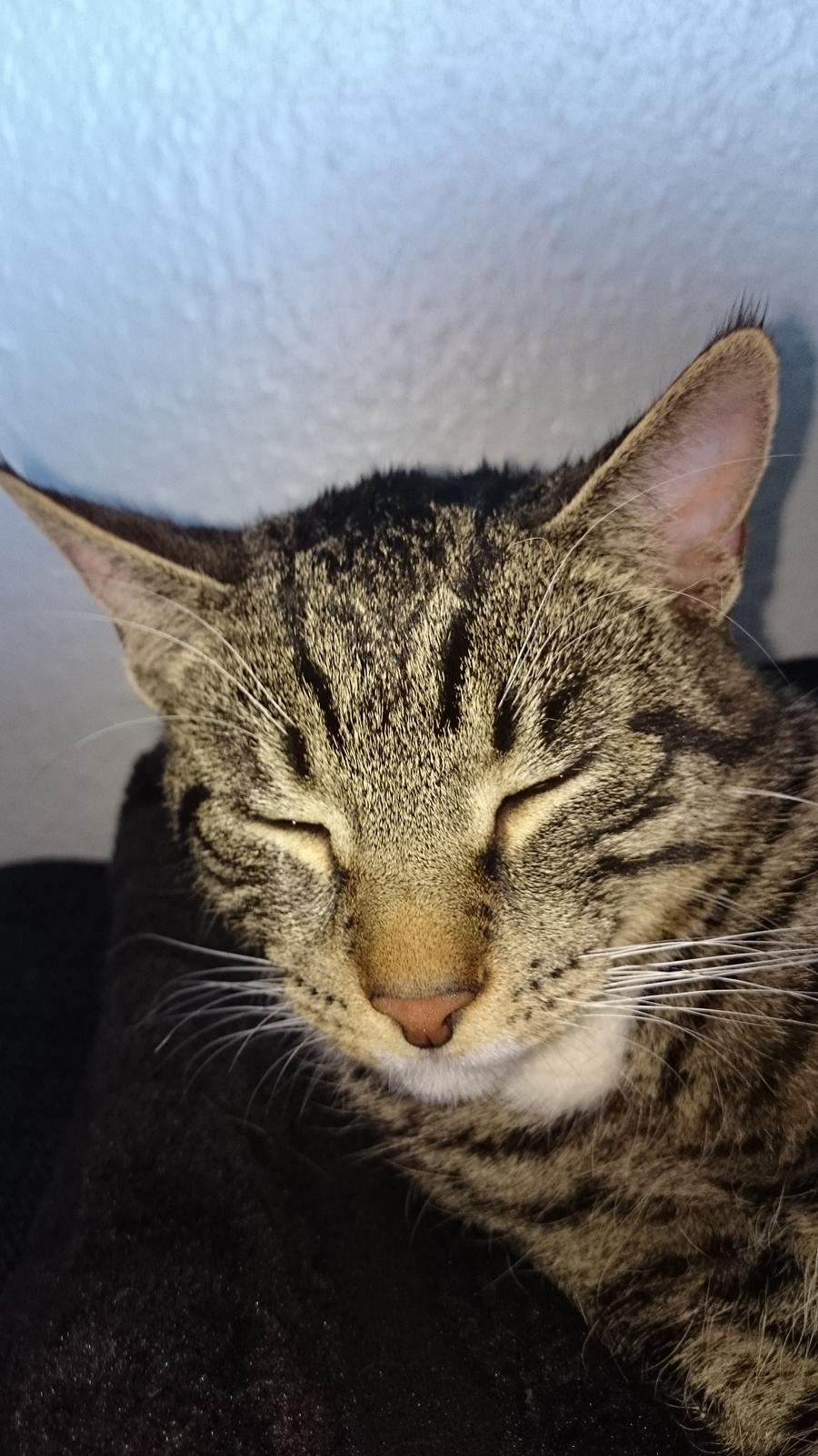 TIGER :D  billede 63