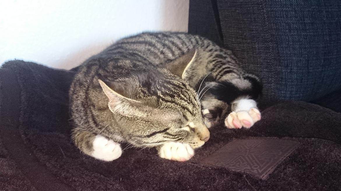 TIGER :D  billede 62