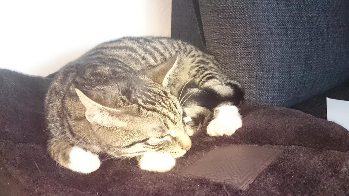 TIGER :D  billede 61