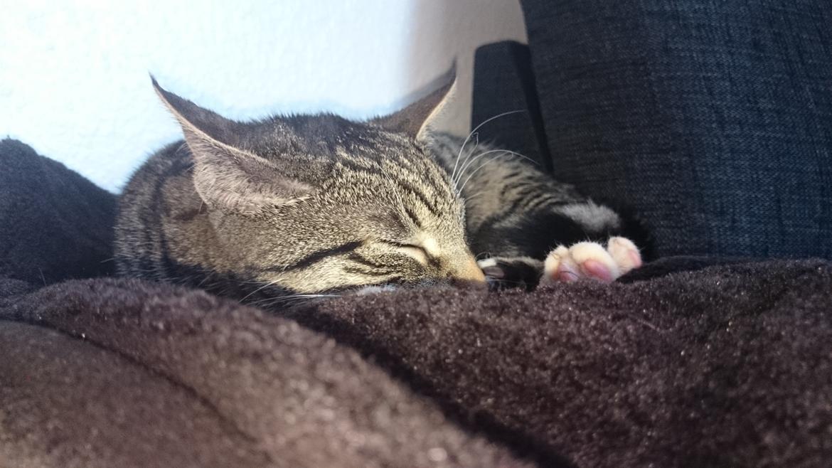 TIGER :D  billede 60