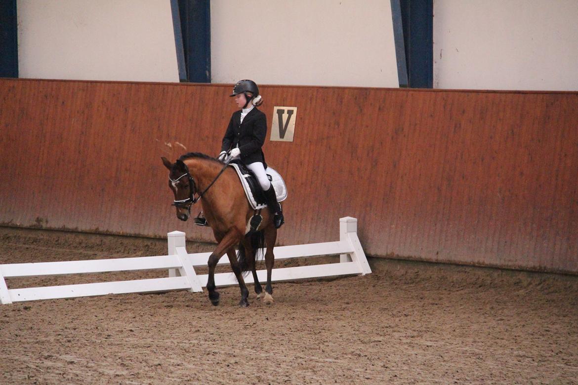 Rosenkilde Gods Cup 3 afdeling: Freja og Dimitri billede 19