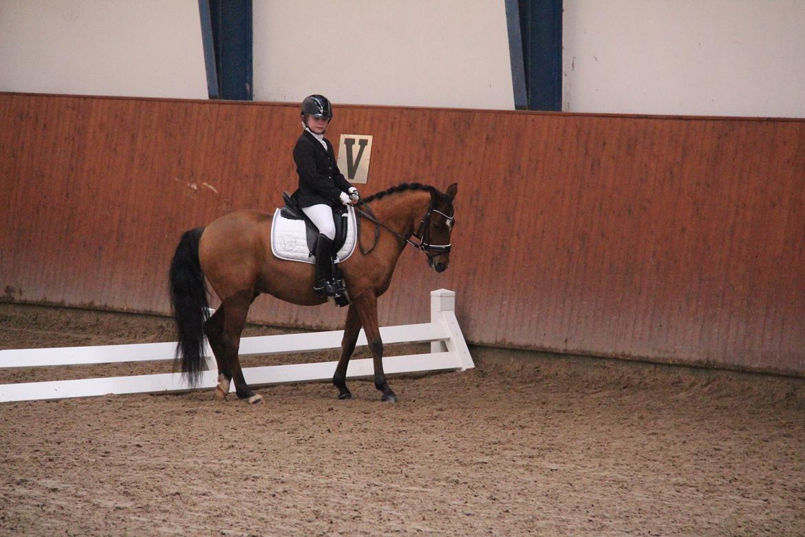 Rosenkilde Gods Cup 3 afdeling: Freja og Dimitri billede 17