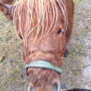 Den lille miniture Odin<3