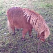 Den lille miniture Odin<3