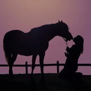 Doryella [tidligere part] [himmelhest]