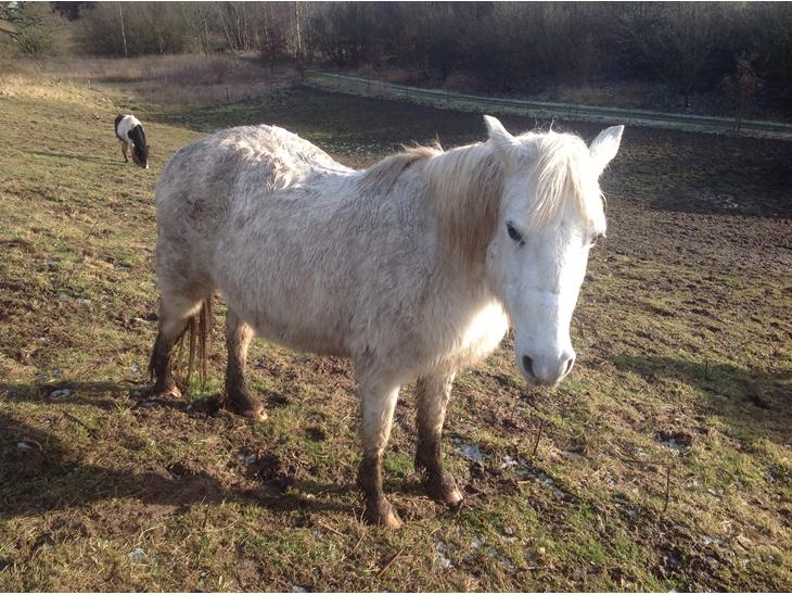 {{currentPhoto.altText}} billede {{currentPhoto.number}}