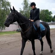 Lidt af de heste jeg har reddet