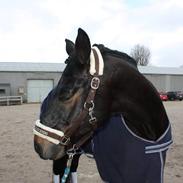 Rino dressur stævne