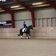 Rino dressur stævne