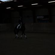 Rino dressur stævne