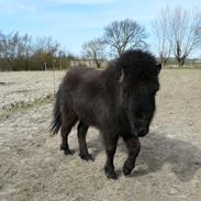 Alle mine dejlige heste