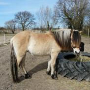 Alle mine dejlige heste