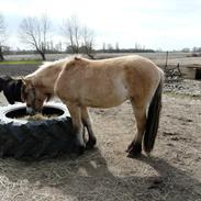 Alle mine dejlige heste