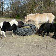 Alle mine dejlige heste