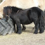 Alle mine dejlige heste