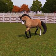 Shet 'n' Shire Breeding Stable