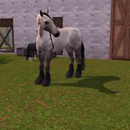 Shet 'n' Shire Breeding Stable