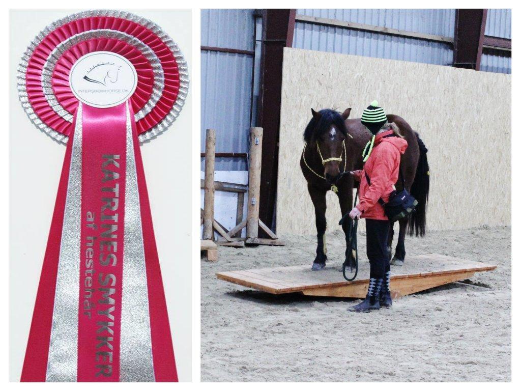 Alle mine rosetter ;) - 4. plads ud 10 pladser i klassen "Sejeste pony" April 2015 Intershowhorse Kommentaren fra dommeren: Nøj hvor en dejlig pony. Og hvor er den bare sej at kunne stå på vippen. billede 8